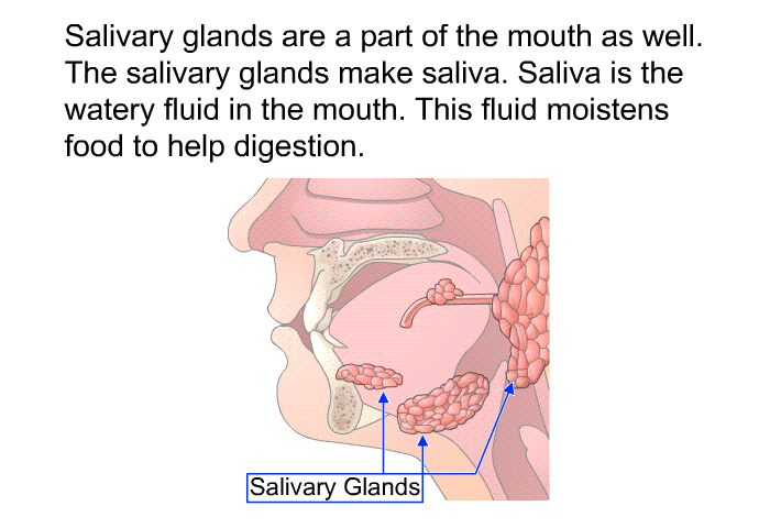 Salivary glands are a part of the mouth as well. The salivary glands make saliva. Saliva is the watery fluid in the mouth. This fluid moistens food to help digestion.