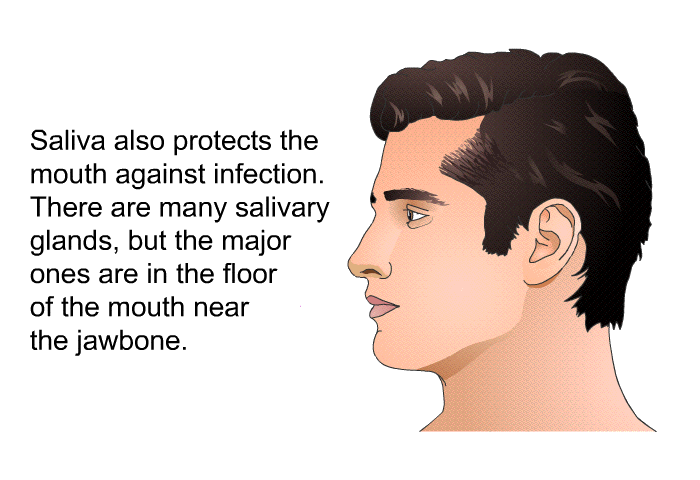 Saliva also protects the mouth against infection. There are many salivary glands, but the major ones are in the floor of the mouth near the jawbone.