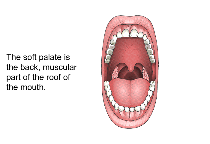 The soft palate is the back, muscular part of the roof of the mouth.