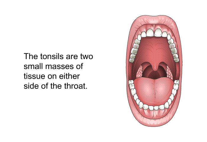 The tonsils are two small masses of tissue on either side of the throat.