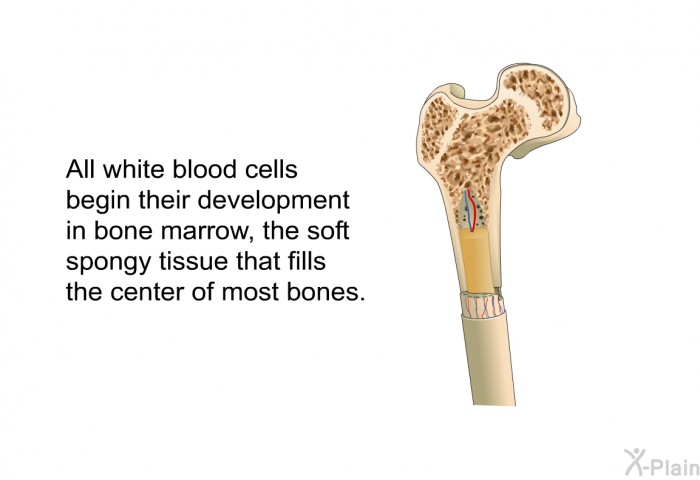 All white blood cells begin their development in bone marrow, the soft spongy tissue that fills the center of most bones.