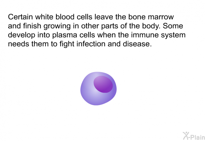 Certain white blood cells leave the bone marrow and finish growing in other parts of the body. Some develop into plasma cells when the immune system needs them to fight infection and disease.