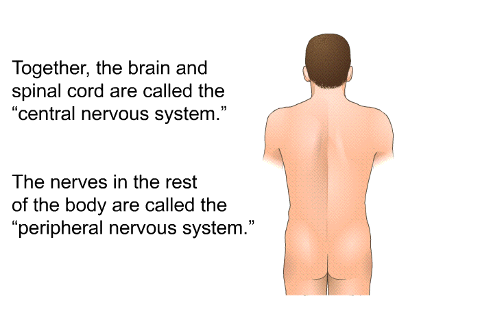 Together, the brain and spinal cord are called the “central nervous system.” The nerves in the rest of the body are called the “peripheral nervous system.”