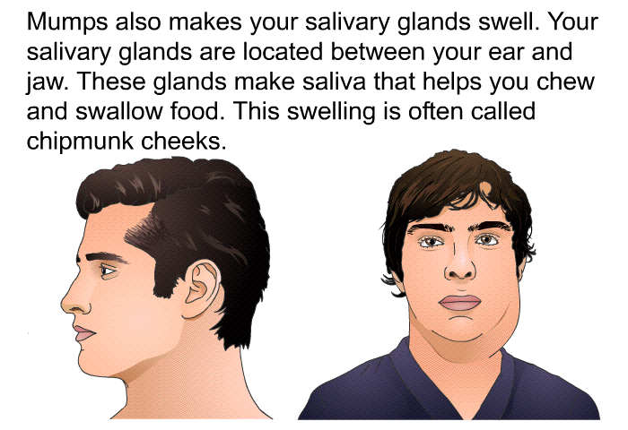 Mumps also makes your salivary glands swell. Your salivary glands are located between your ear and jaw. These glands make saliva that helps you chew and swallow food. This swelling is often called chipmunk cheeks.