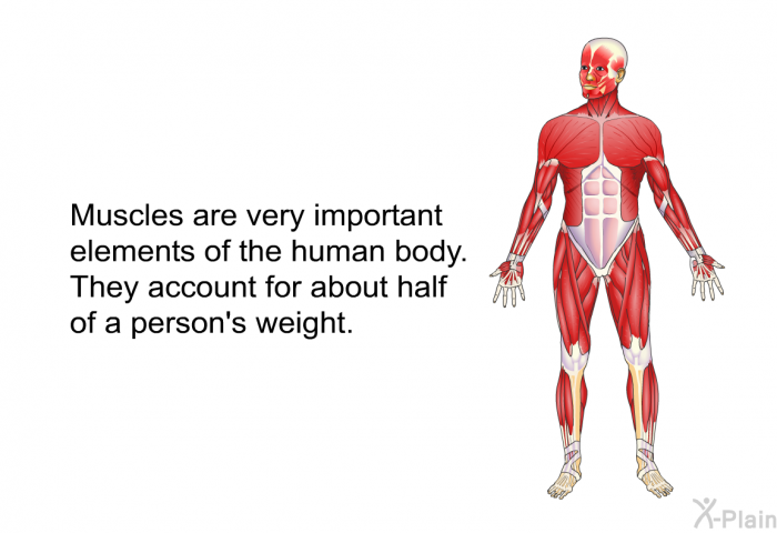 Muscles are very important elements of the human body. They account for about half of a person's weight.