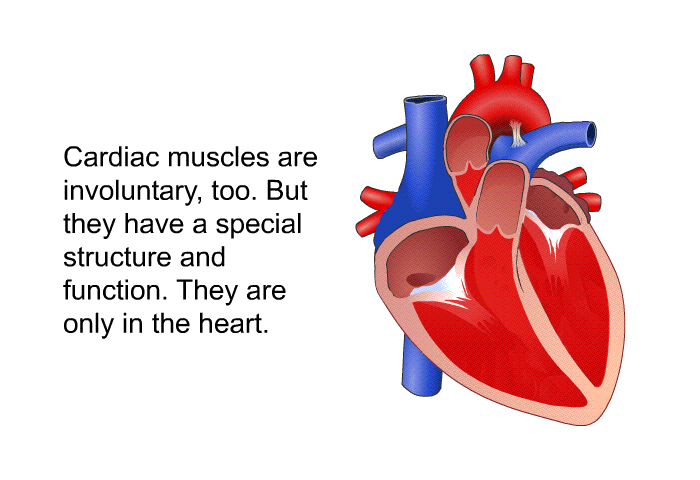 Cardiac muscles are involuntary, too. But they have a special structure and function. They are only in the heart.