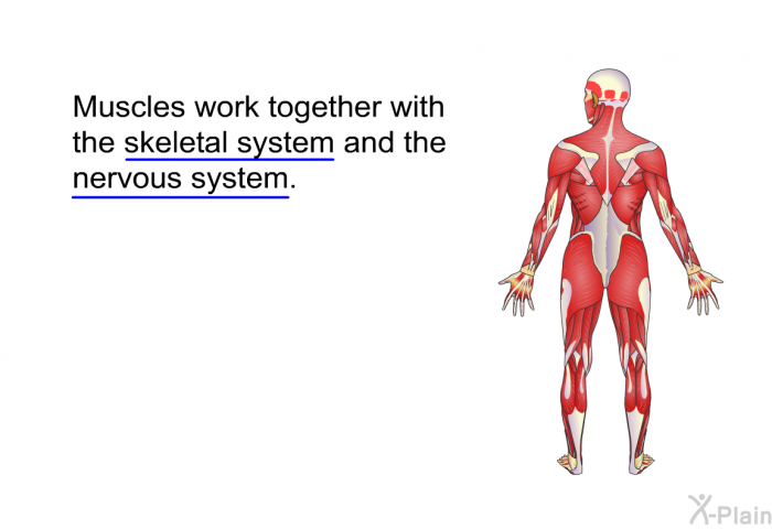 Muscles work together with the skeletal system and the nervous system.