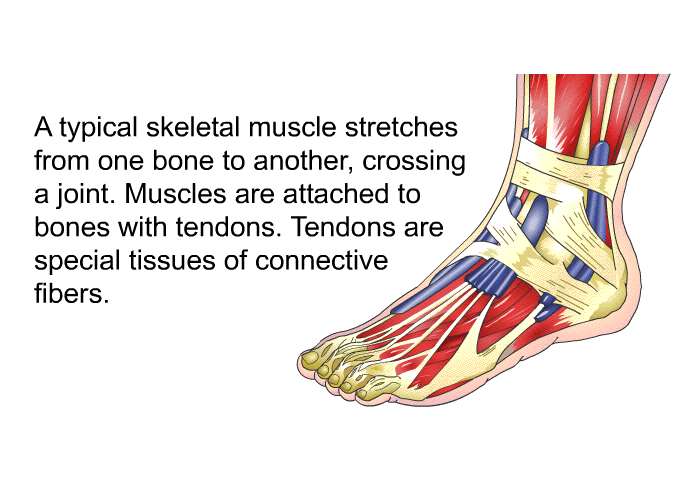 A typical skeletal muscle stretches from one bone to another, crossing a joint. Muscles are attached to bones with tendons. Tendons are special tissues of connective fibers.