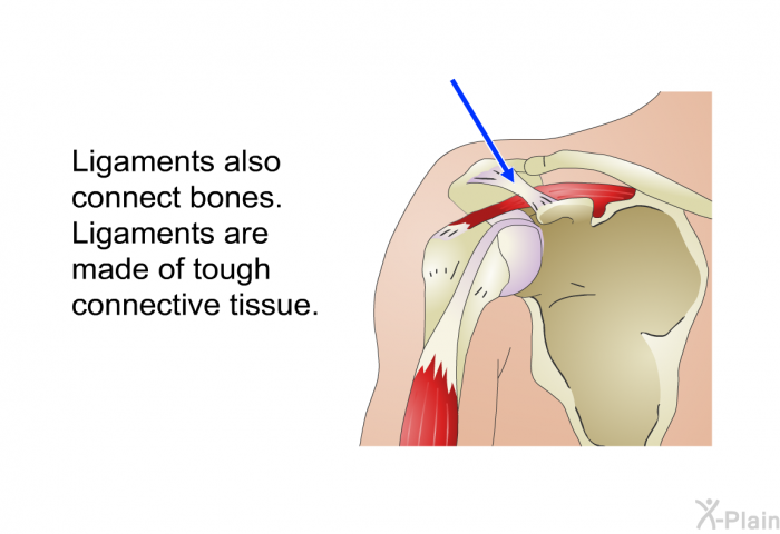 Ligaments also connect bones. Ligaments are made of tough connective tissue.