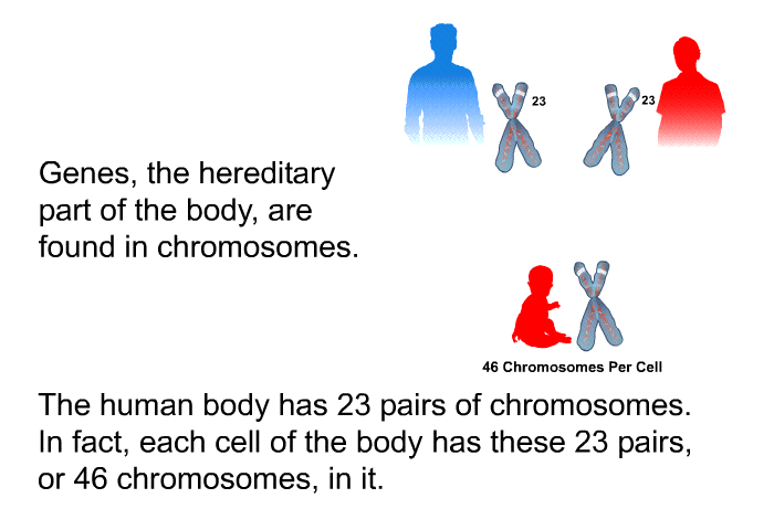 Genes, the hereditary part of the body, are found in chromosomes. The human body has 23 pairs of chromosomes. In fact, each cell of the body has these 23 pairs, or 46 chromosomes, in it.