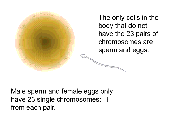 The only cells in the body that do not have the 23 pairs of chromosomes are sperm and eggs. Male sperm and female eggs only have 23 single chromosomes - 1 from each pair.