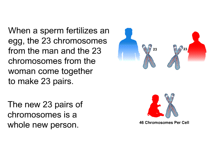 When a sperm fertilizes an egg, the 23 chromosomes from the man and the 23 chromosomes from the woman come together to make 23 pairs. The new 23 pairs of chromosomes is a whole new person.