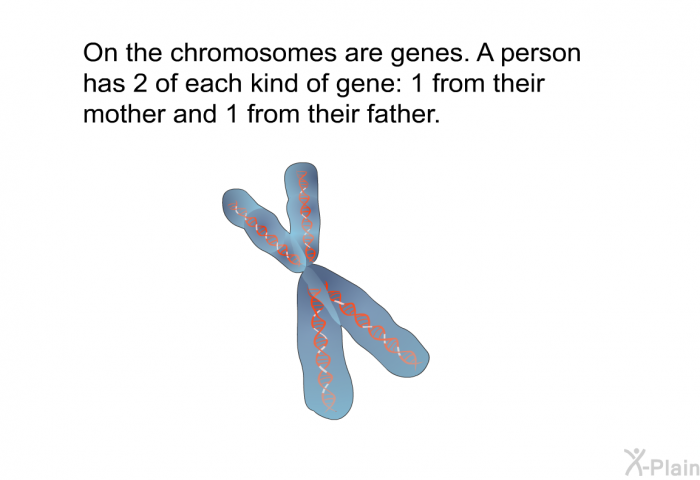 On the chromosomes are genes. A person has 2 of each kind of gene - 1 from their mother and 1 from their father.