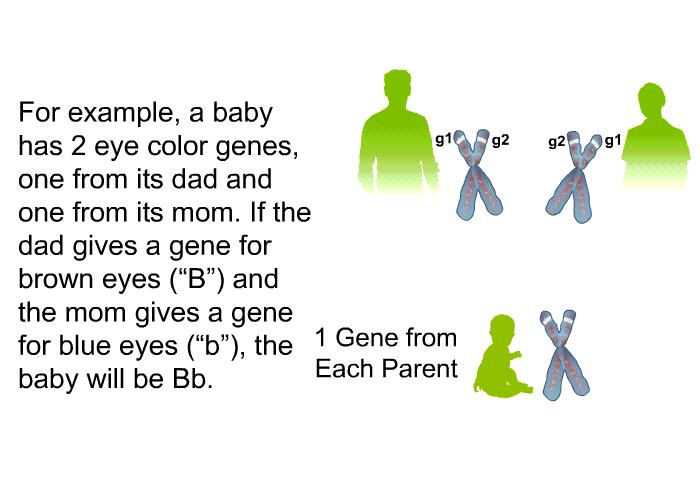 For example, a baby has 2 eye color genes – 1 from its dad and 1 from its mom. If the dad gives a gene for brown eyes (“B”) and the mom gives a gene for blue eyes (“b”), the baby will be Bb.
