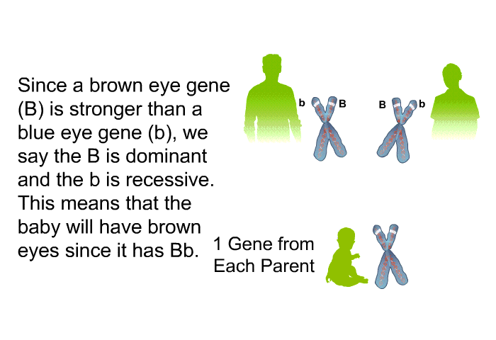 Since a brown eye gene (B) is stronger than a blue eye gene (b), we say the B is dominant and the b is recessive. This means that the baby will have brown eyes since it has Bb.