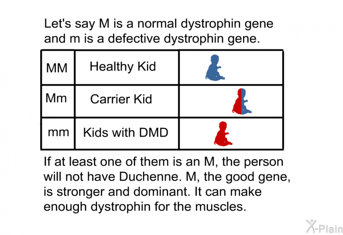 Let's say M is a normal dystrophin gene and m is a defective dystrophin gene. If at least one of them is an M, the person will <U>not</U> have Duchenne. M, the good gene, is stronger and dominant. It can make enough dystrophin for the muscles.
