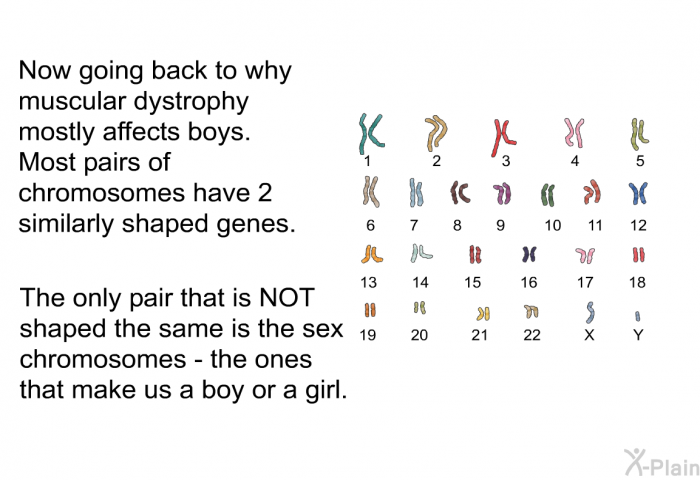 Now going back to why muscular dystrophy mostly affects boys. Most pairs of chromosomes have 2 similarly shaped genes. The only pair that is NOT shaped the same is the sex chromosomes – the ones that make us a boy or a girl.