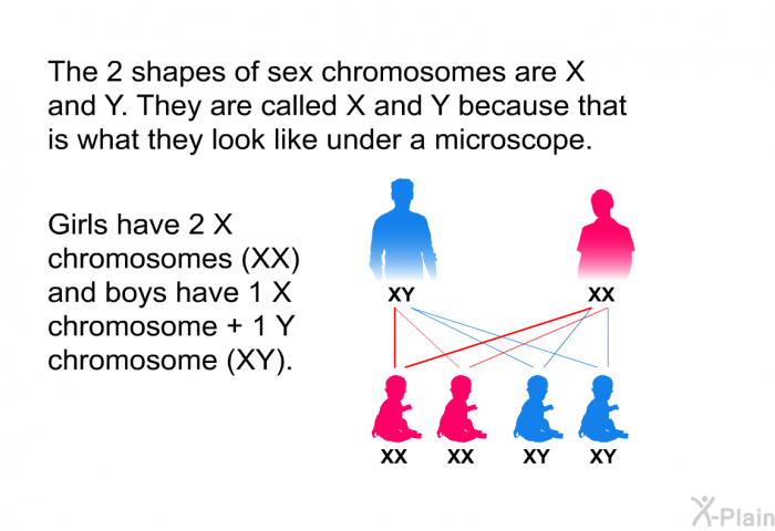 The 2 shapes of sex chromosomes are X and Y. They are called X and Y because that is what they look like under a microscope. Girls have 2 X chromosomes (XX) and boys have 1 X chromosome + 1 Y chromosome (XY).
