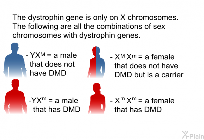 The dystrophin gene is only on X chromosomes. The following are all the combinations of sex chromosomes with dystrophin genes.  Y X<SUP>M</SUP> = a male that does not have DMD Y X<SUP>m</SUP> = a male that has DMD X<SUP>M</SUP> X<SUP>m</SUP> = a female that does not have DMD but is a carrier X<SUP>m</SUP> X<SUP>m</SUP> = a female that has DMD