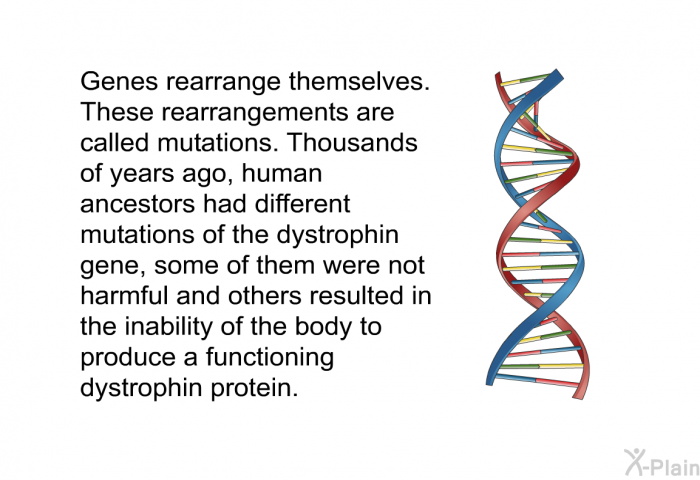 Genes rearrange themselves. These rearrangements are called mutations. Thousands of years ago, human ancestors had different mutations of the dystrophin gene, some of them were not harmful and others resulted in the inability of the body to produce a functioning dystrophin protein.