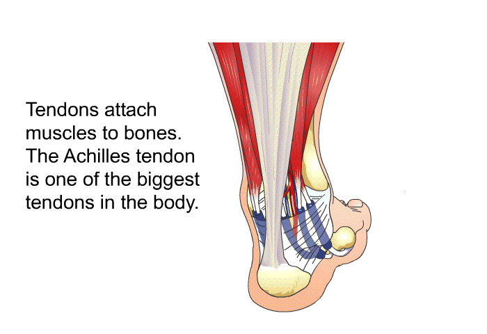 Tendons attach muscles to bones. The Achilles tendon is one of the biggest tendons in the body.