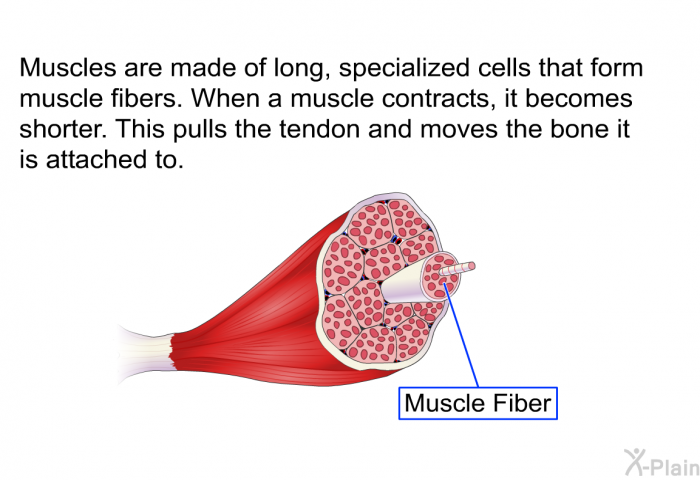 Muscles are made of long, specialized cells that form muscle fibers. When a muscle contracts, it becomes shorter. This pulls the tendon and moves the bone it is attached to.