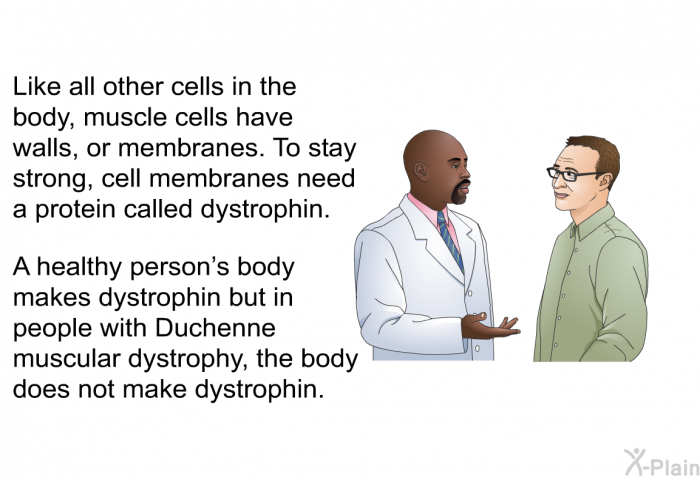 Like all other cells in the body, muscle cells have walls, or membranes. To stay strong, cell membranes need a protein called dystrophin. A healthy person's body makes dystrophin but in people with Duchenne muscular dystrophy, the body does not make dystrophin.