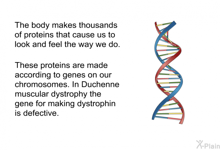 The body makes thousands of proteins that cause us to look and feel the way we do. These proteins are made according to genes on our chromosomes. In Duchenne muscular dystrophy the gene for making dystrophin is defective.