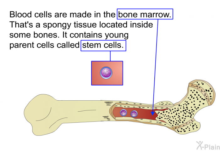 Blood cells are made in the bone marrow. That's a spongy tissue located inside some bones. It contains young parent cells called stem cells.
