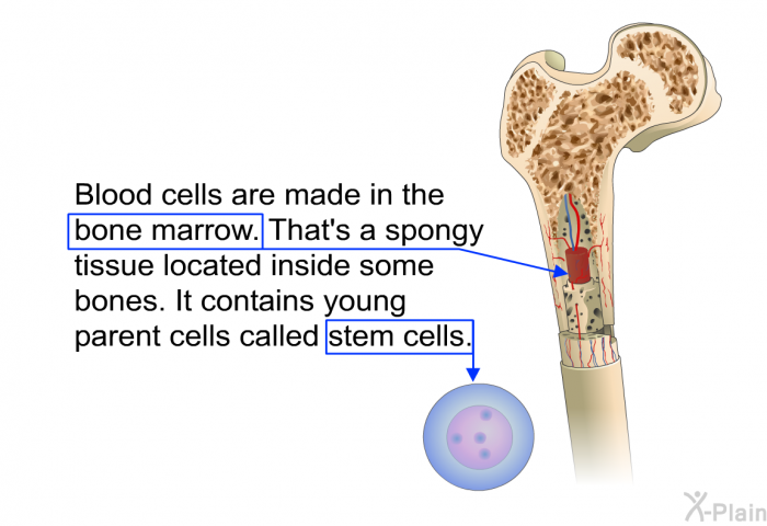 Blood cells are made in the bone marrow. That's a spongy tissue located inside some bones. It contains young parent cells called stem cells.