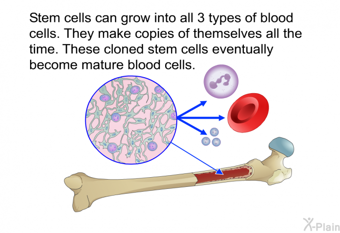 Stem cells can grow into all 3 types of blood cells. They make copies of themselves all the time. These cloned stem cells eventually become mature blood cells.