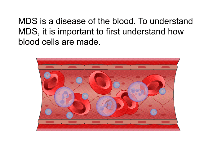 MDS is a disease of the blood. To understand MDS, it is important to first understand how blood cells are made.
