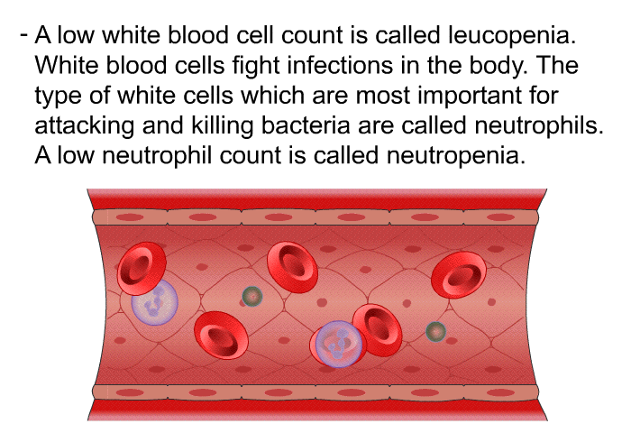 A low white blood cell count is called leucopenia. White blood cells fight infections in the body. The type of white cells which are most important for attacking and killing bacteria are called neutrophils. A low neutrophil count is called neutropenia.