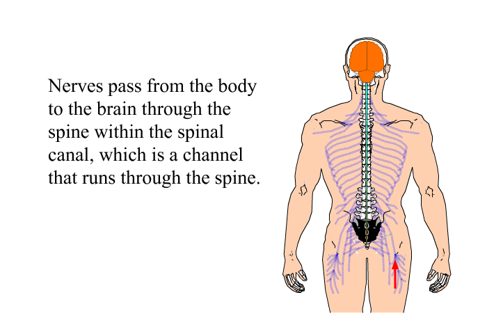Nerves pass from the body to the brain through the spine within the spinal canal, which is a channel that runs through the spine.