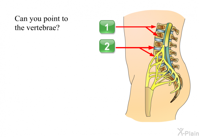 Can you point to the vertebrae?