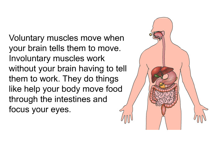 Voluntary muscles move when your brain tells them to move. Involuntary muscles work without your brain having to tell them to work. They do things like help your body move food through the intestines and focus your eyes.