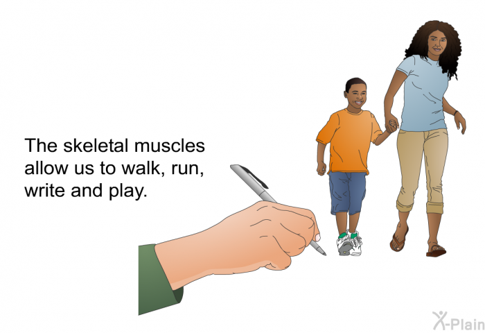 The skeletal muscles allow us to walk, run, write and play.