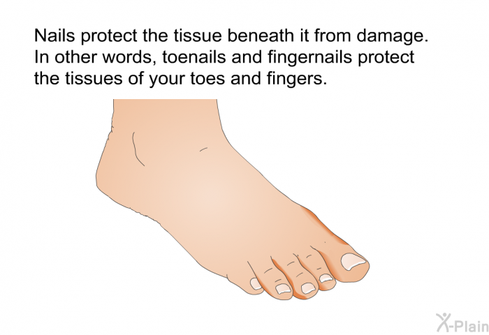 Nails protect the tissue beneath it from damage. In other words, toenails and fingernails protect the tissues of your toes and fingers.