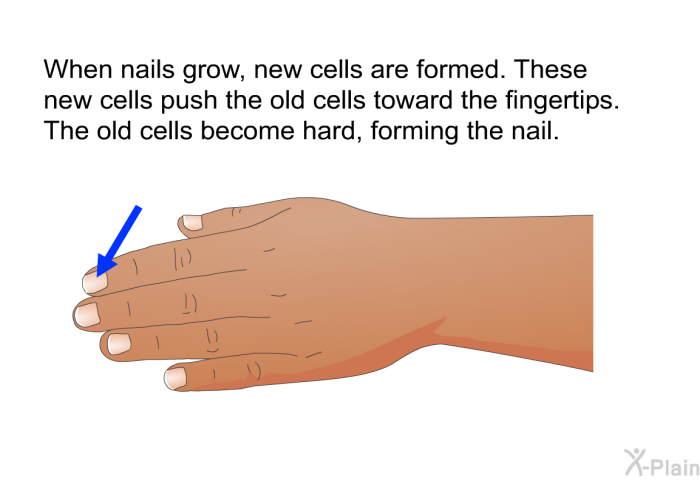 When nails grow, new cells are formed. These new cells push the old cells toward the fingertips. The old cells become hard, forming the nail.