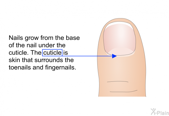 Nails grow from the base of the nail under the cuticle. The cuticle is skin that surrounds the toenails and fingernails.