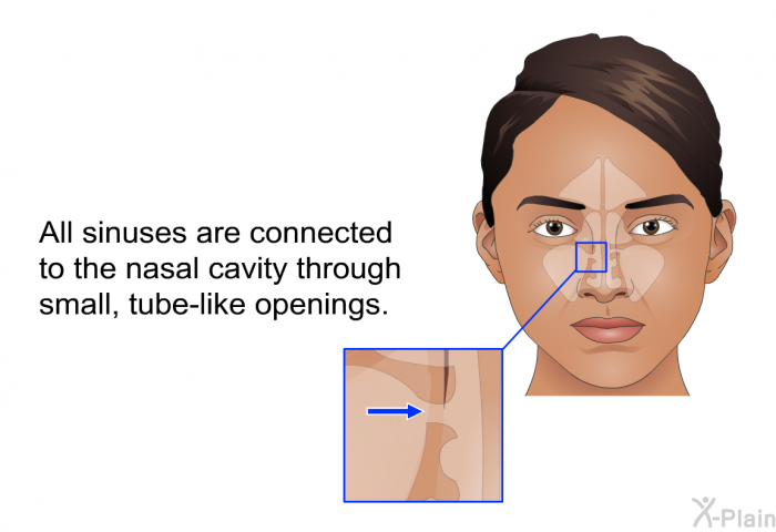 All sinuses are connected to the nasal cavity through small, tube-like openings.