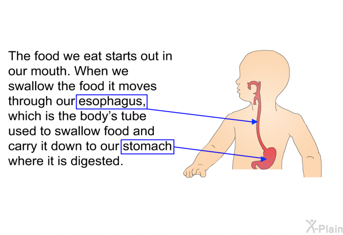 The food we eat starts out in our mouth. When we swallow the food it moves through our esophagus, which is the body's tube used to swallow food and carry it down to our stomach where it is digested.