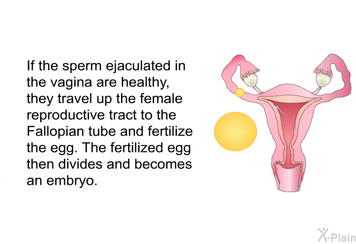 If the sperm ejaculated in the vagina are healthy, they travel up the female reproductive tract to the Fallopian tube and fertilize the egg. The fertilized egg then divides and becomes an embryo.