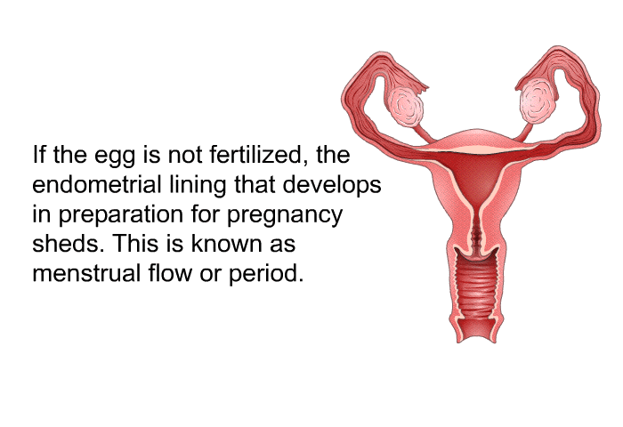 If the egg is not fertilized, the endometrial lining that develops in preparation for pregnancy sheds. This is known as menstrual flow or period.