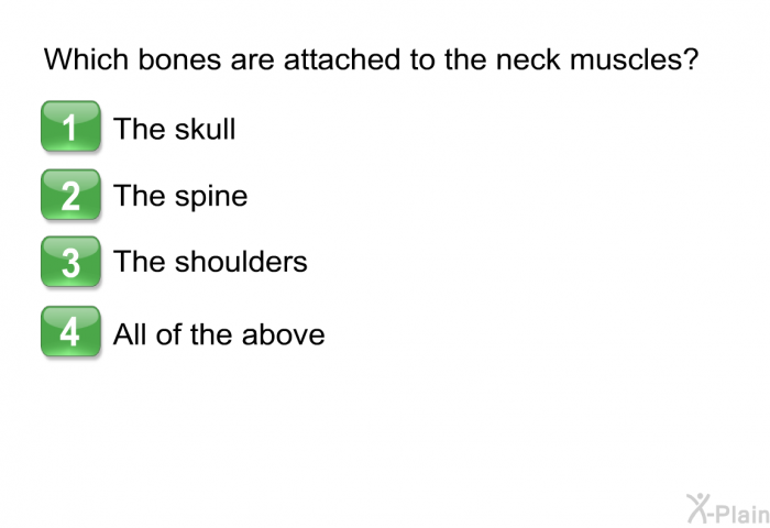 Which bones are attached the neck muscles?  The skull The spine The shoulders All of the above