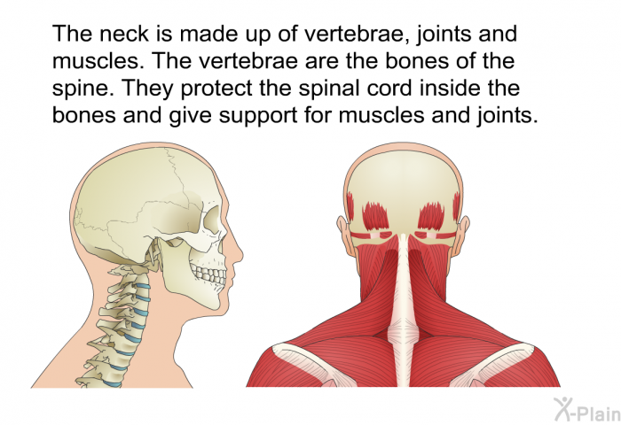 The neck is made up of vertebrae, joints and muscles. The vertebrae are the bones of the spine. They protect the spinal cord inside the bones and give support for muscles and joints.