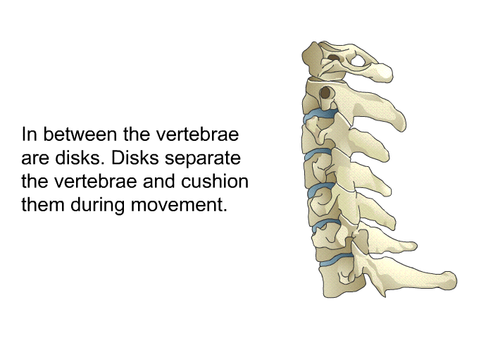 In between the vertebrae are disks. Disks separate the vertebrae and cushion them during movement.