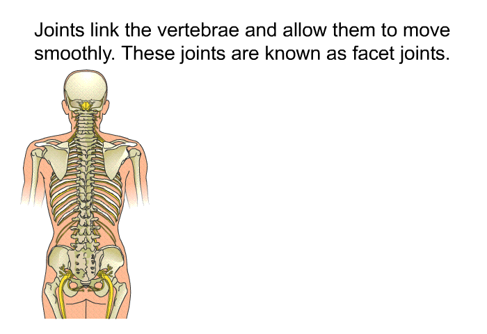 Joints link the vertebrae and allow them to move smoothly. These joints are known as facet joints.