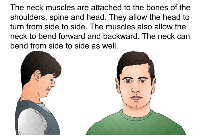 The neck muscles are attached to the bones of the shoulders, spine and head. They allow the head to turn from side to side. The muscles also allow the neck to bend forward and backward. The neck can bend from side to side as well.