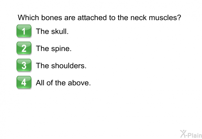 Which bones are attached to the neck muscles?  The skull. The spine. The shoulders. All of the above.